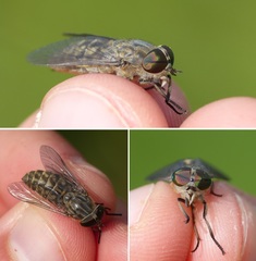 Tabanus bromius