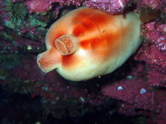 Halocynthia pyriformis