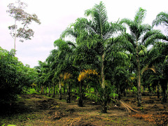 Astrocaryum murumuru