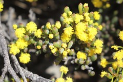 Acacia crassuloides