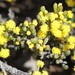 Acacia crassuloides - Photo (c) Arthur Chapman, some rights reserved (CC BY-NC-SA), uploaded by Arthur Chapman