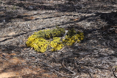 Acacia crassuloides