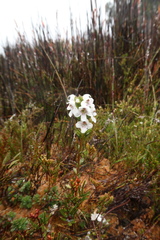 Euphrasia striata