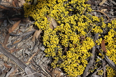 Acacia crassuloides