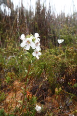 Euphrasia striata