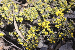Acacia crassuloides