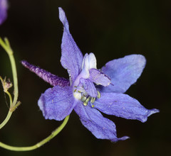 Delphinium patens