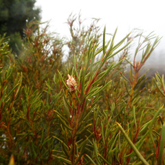 Orites acicularis