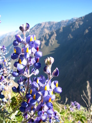 Lupinus altimontanus