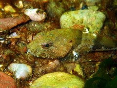 Myoxocephalus