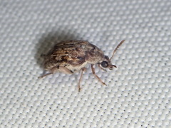 Algarobius bottimeri