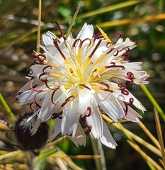 Hypochaeris incana