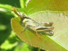 Melanoplus keeleri
