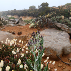 Senecio gunnii