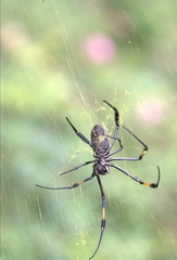 Trichonephila inaurata inaurata