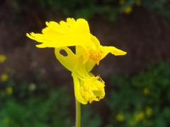 Tropaeolum peregrinum