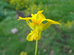 Tropaeolum peregrinum