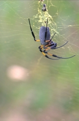 Trichonephila inaurata inaurata