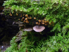 Pluteus hispidulus