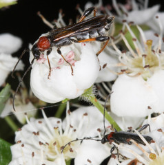 Callimoxys fuscipennis