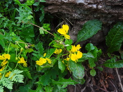 Tropaeolum peregrinum