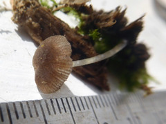 Pluteus hispidulus