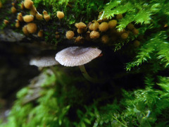Pluteus hispidulus