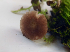 Pluteus hispidulus