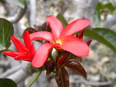 Jatropha macrantha