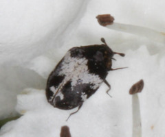 Anthrenus sophonisba