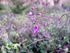 Commicarpus tuberosus