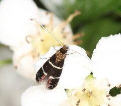 Adela septentrionella