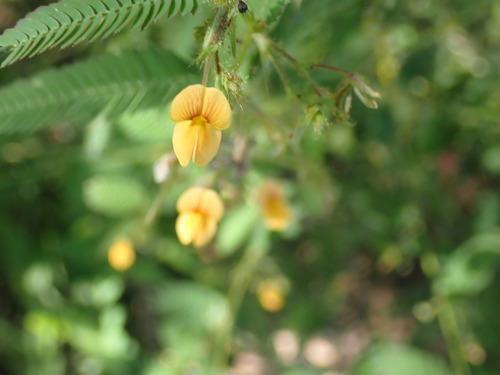 Image of Sensitive Joint-Vetch (Aeschynomene sensitiva) by (c) keesgroenendijk, some rights reserved (CC BY)
