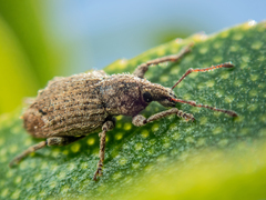 Chalepistes compressus