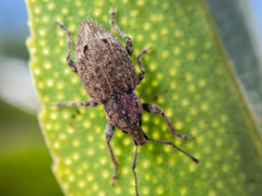 Chalepistes compressus