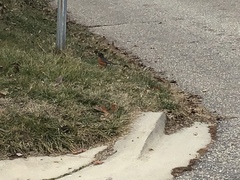 Turdus migratorius