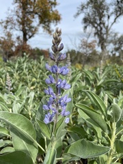 Lupinus cumulicola