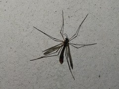 Ptychoptera albimana