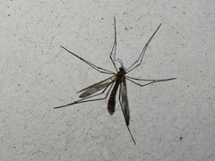 Ptychoptera albimana