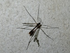 Ptychoptera albimana
