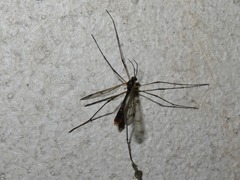 Ptychoptera albimana