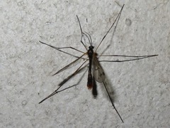 Ptychoptera albimana