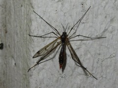 Ptychoptera albimana