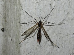 Ptychoptera albimana