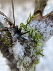 Brachythecium laetum