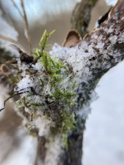 Brachythecium laetum