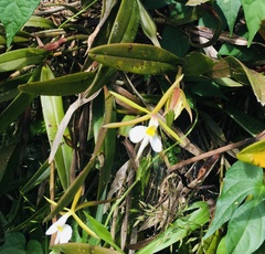 Epidendrum nocturnum