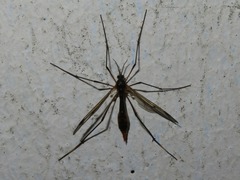 Ptychoptera albimana