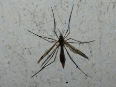 Ptychoptera albimana