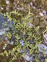 Brachythecium laetum